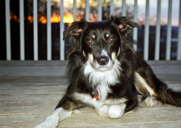 Easy homemade dog clearance shampoo