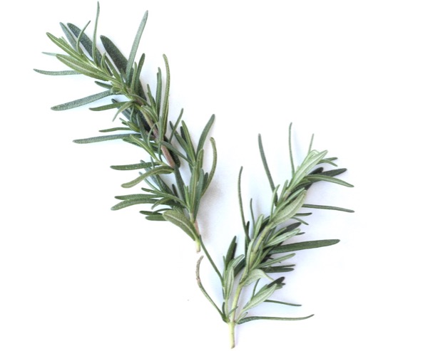 How to Grow Rosemary from Cuttings in Water