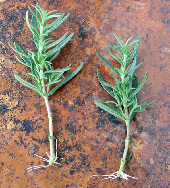 How to Grow Rosemary Plants from Cuttings Tip