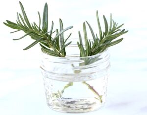 How to Grow Rosemary from Cuttings Tip