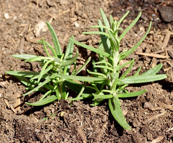 How to Plant Rosemary from Cuttings Tip