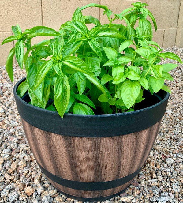 How to Grow Basil From Cuttings