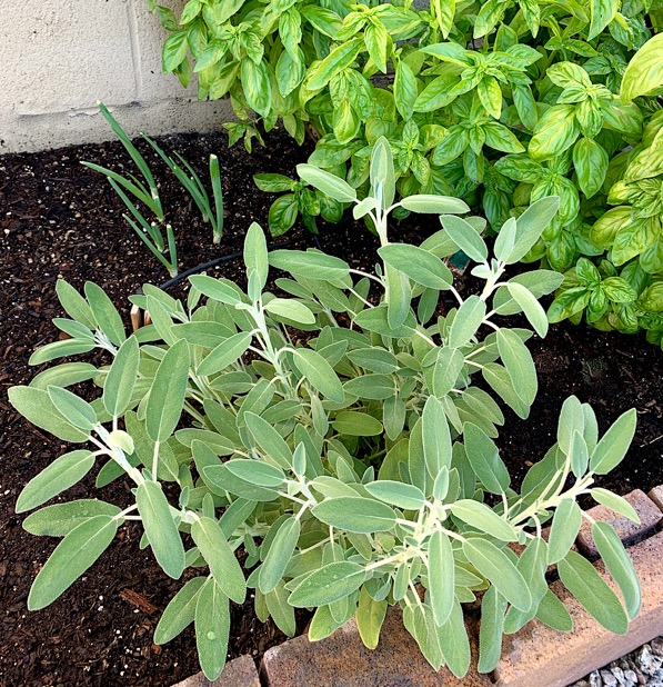 Grow Sage from Cuttings Tips and Tricks