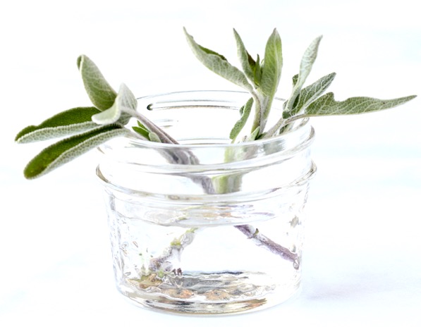 How to Grow Sage from Cuttings in Water Tutorial