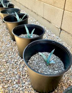 How To Propagate Cactus And Agave (It Works!) The Frugal Girls