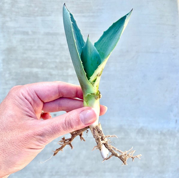 How to Plant Agave Pups