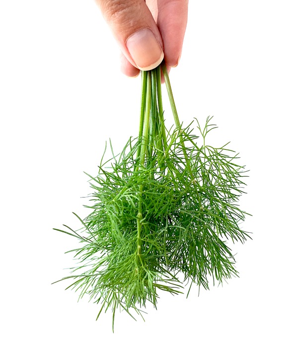 How to Preserve Dill