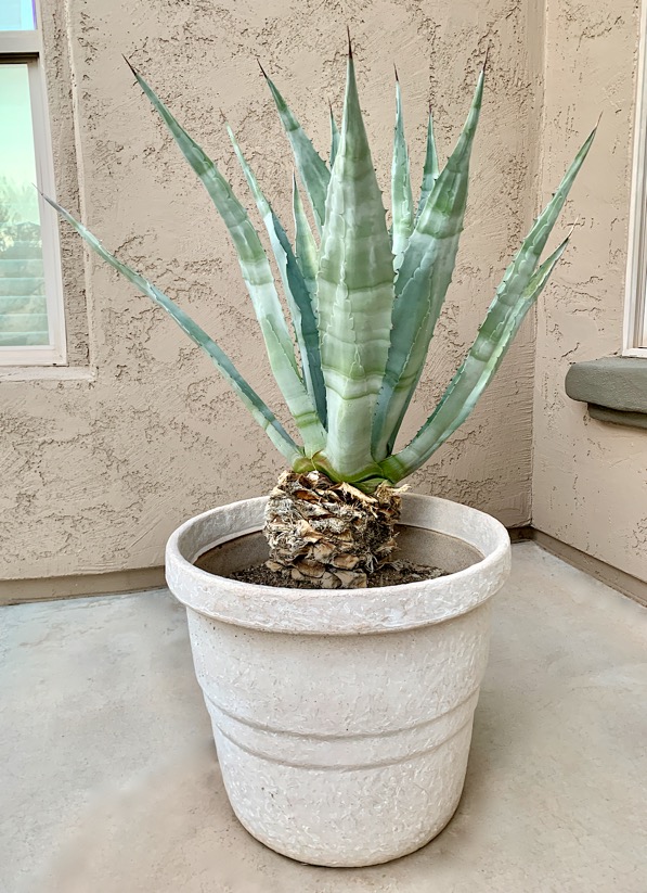 How to Propagate Agave