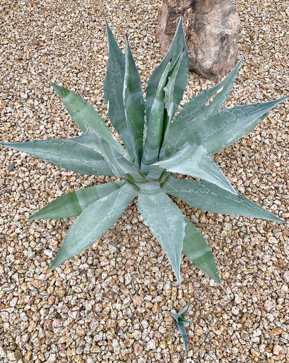 What are Agave Pups
