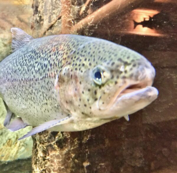 Does Cabela's Have a Fish Tank