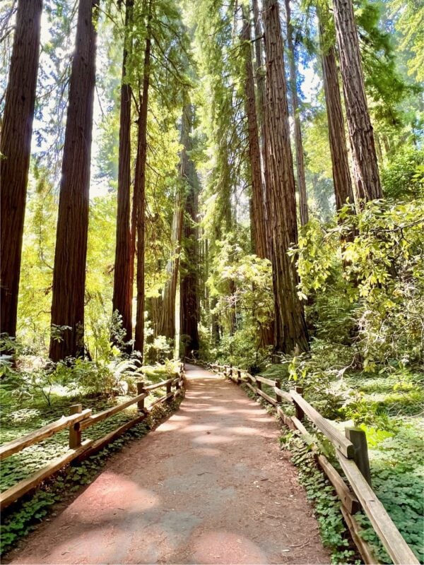 Path through a forest of tall trees.