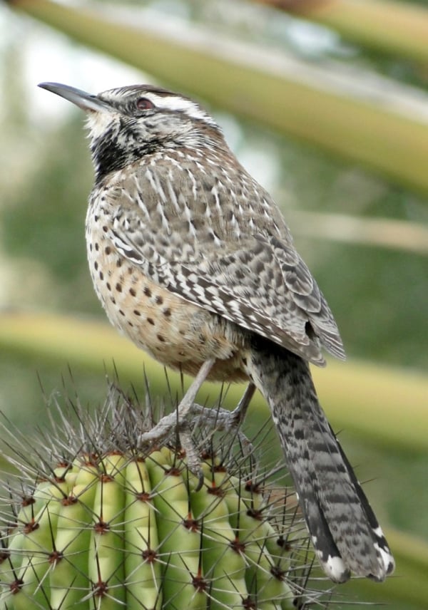 A cute bird standing on top of cactus at Phoenix Desert Botanical Gardens.