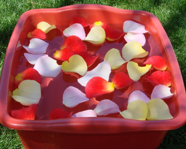 Flower petals floating in a red tub.