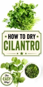 Dried cilantro leaves with fresh cilantro herbs to the side.